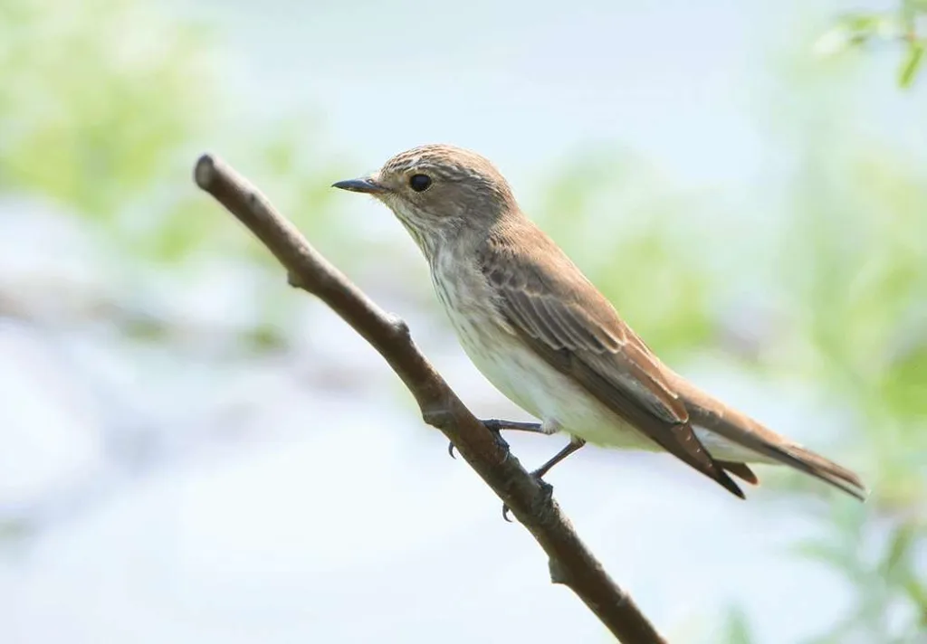Spotted Flycatcher