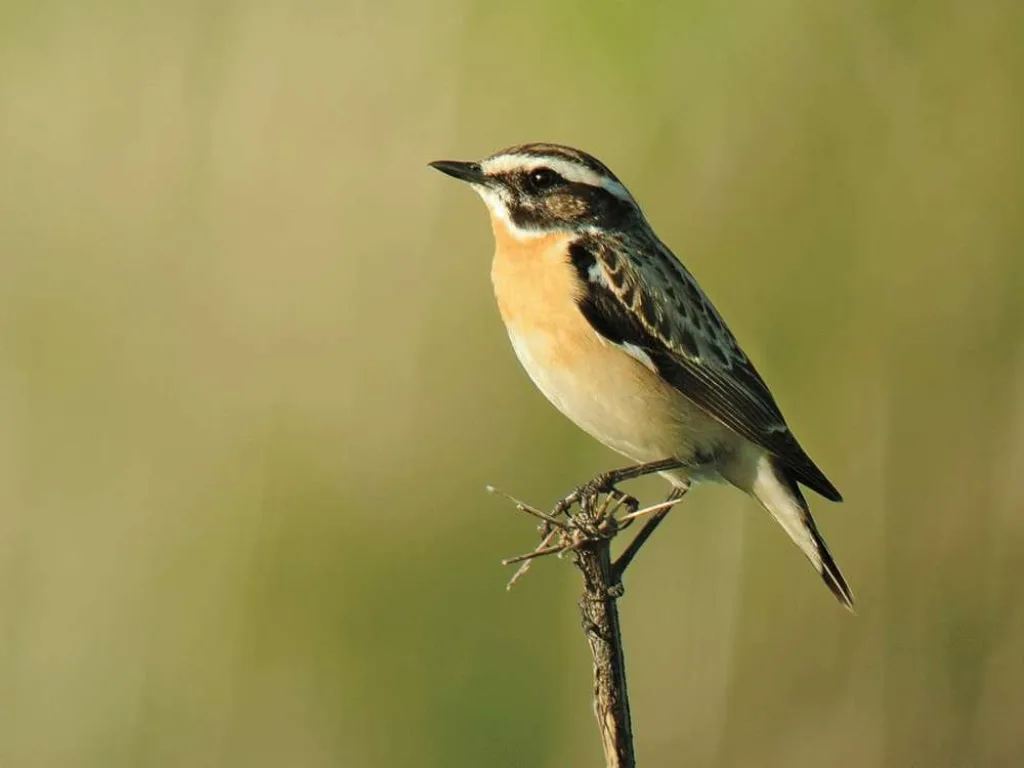 Whinchat