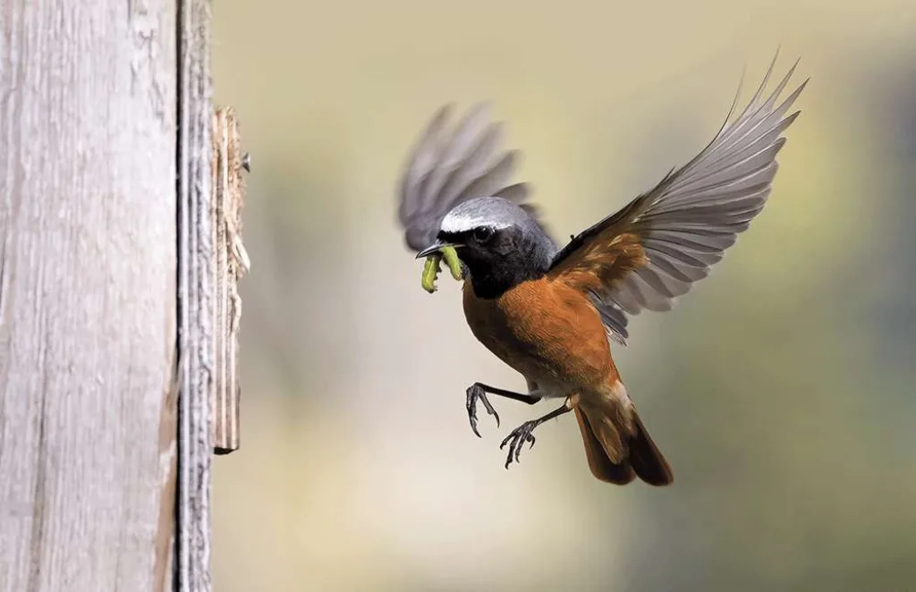 redstart 2