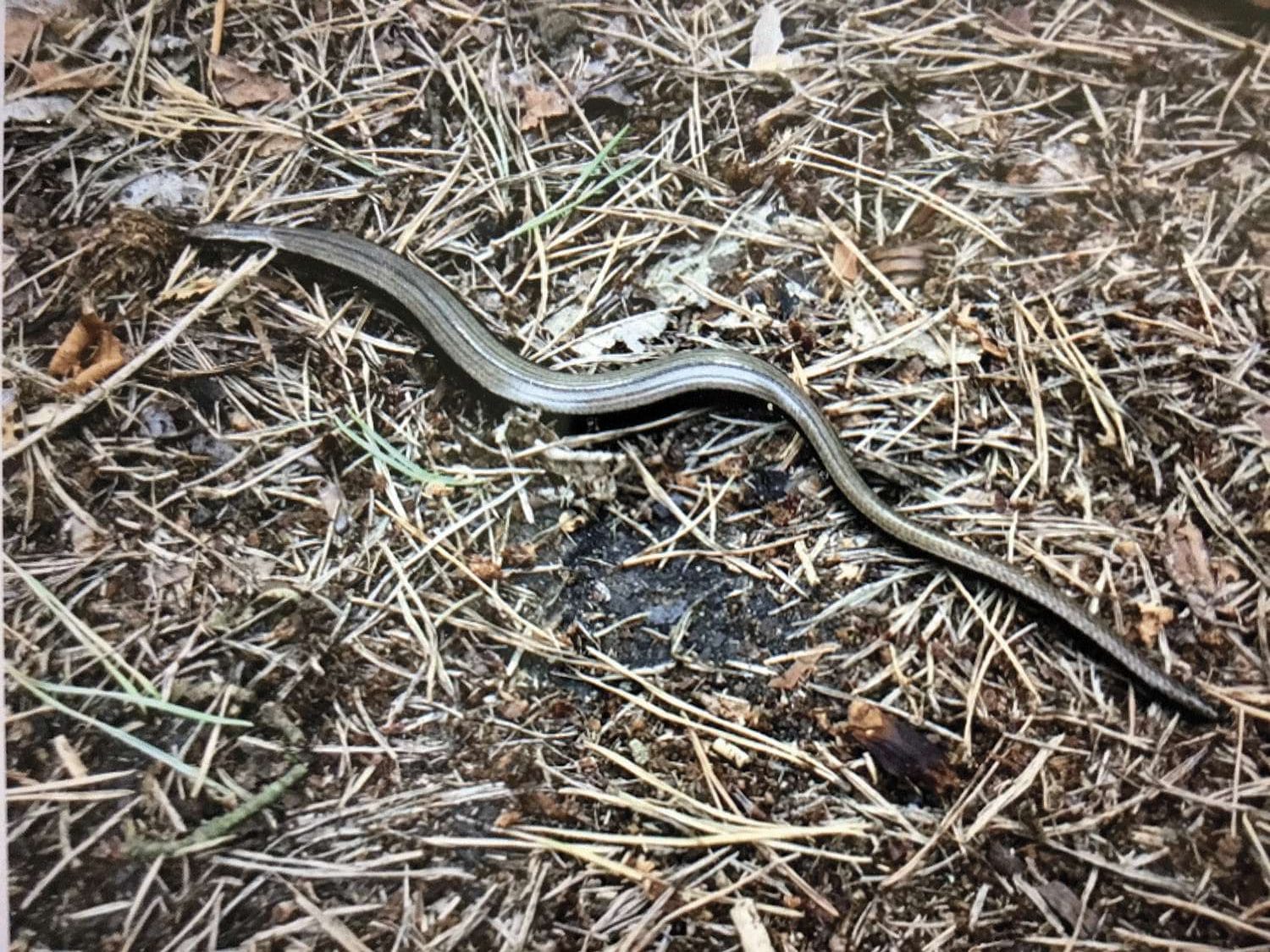 slow worm