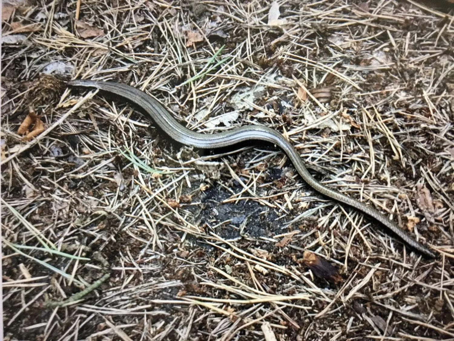 slow worm