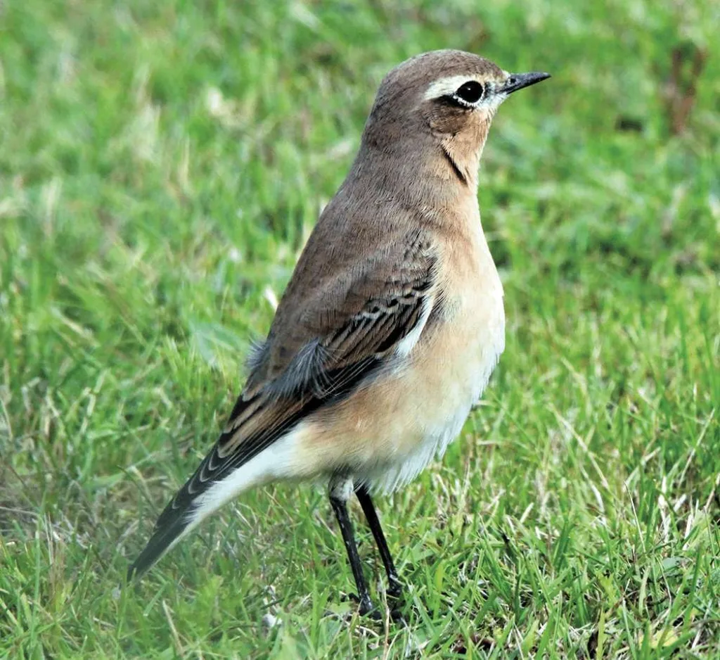 wheatear 606673