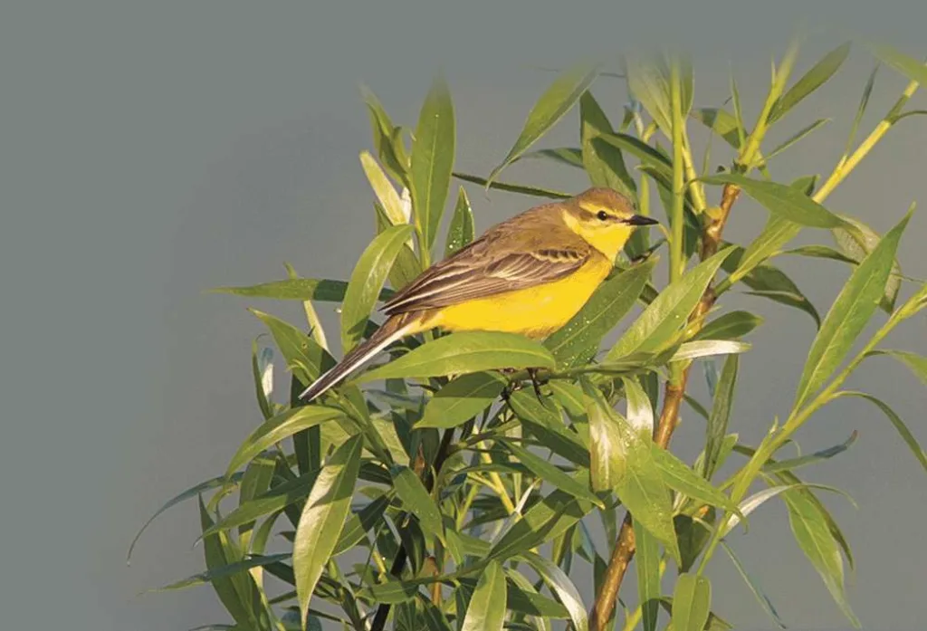 yellow wagtail