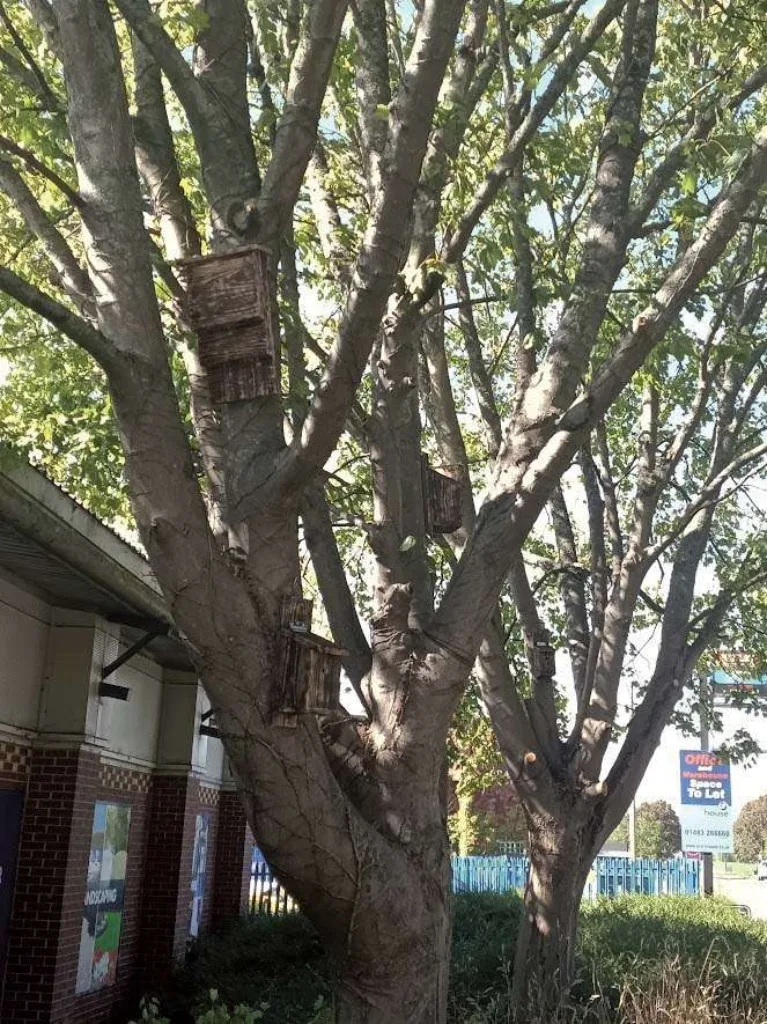 Bat boxes