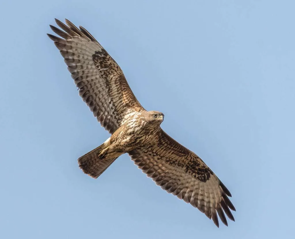 Buzzard