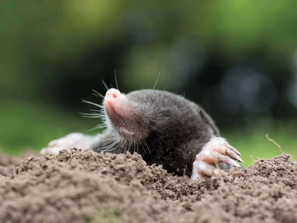 Mole 1