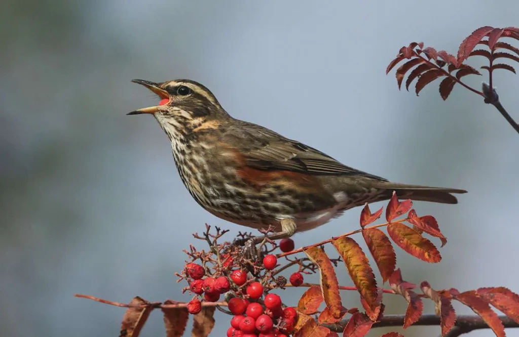 Redwing