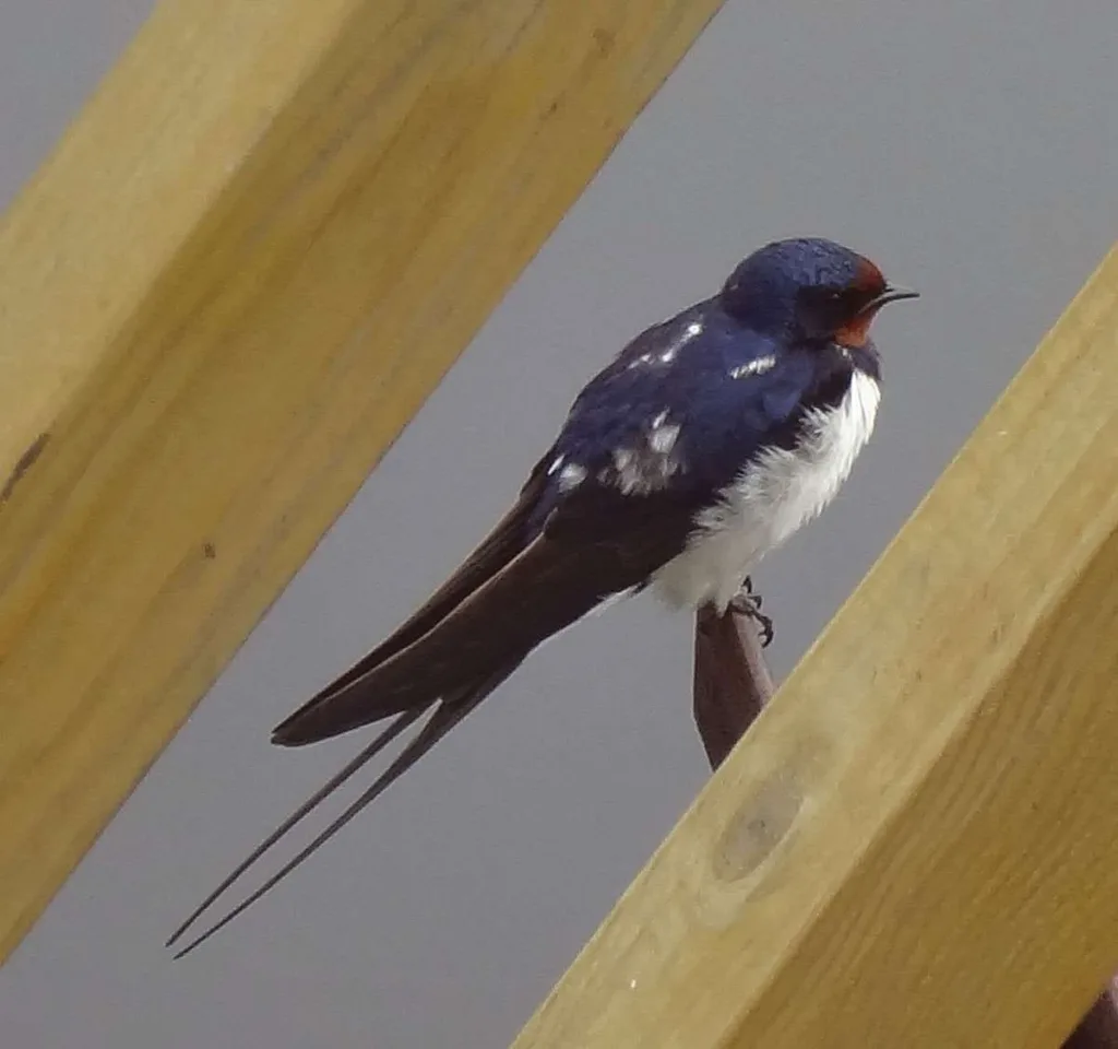 Swallow