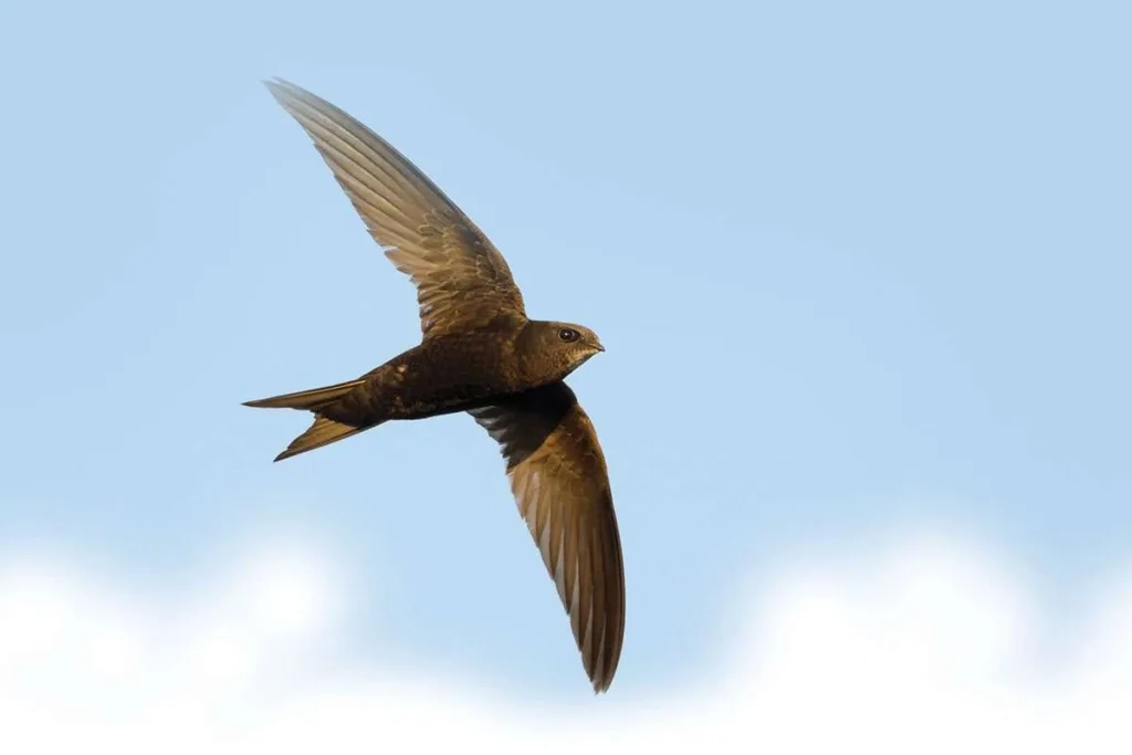 swift