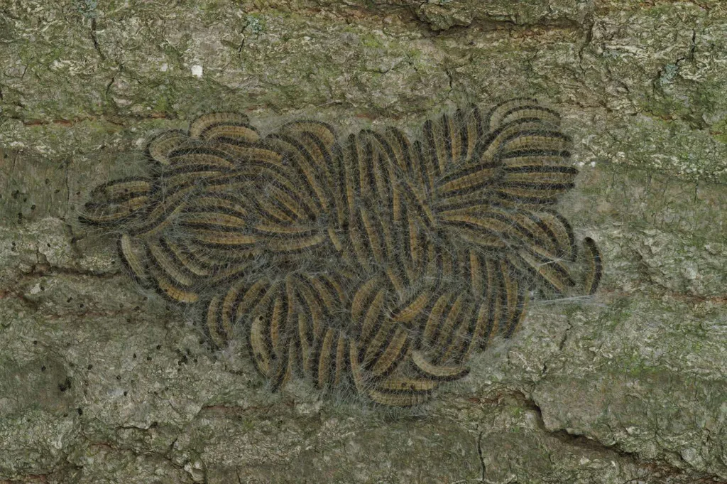 Caterpillars