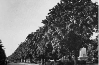 The Joy of Cranleigh – Cranleigh Myths – The Maples on the Common