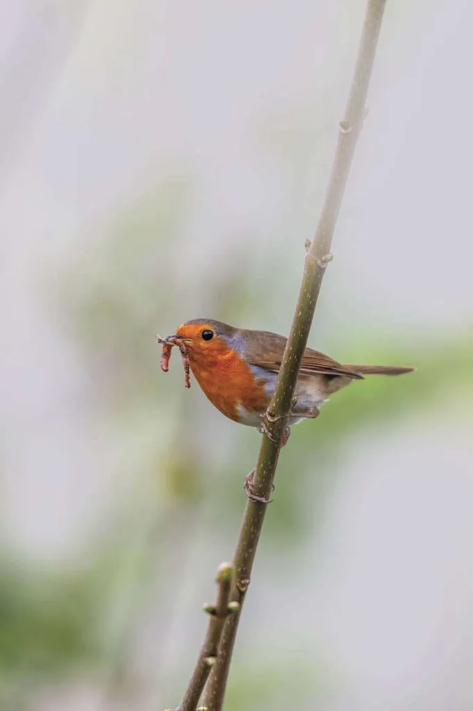 Robin feeding