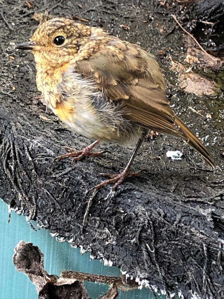 Young Robin