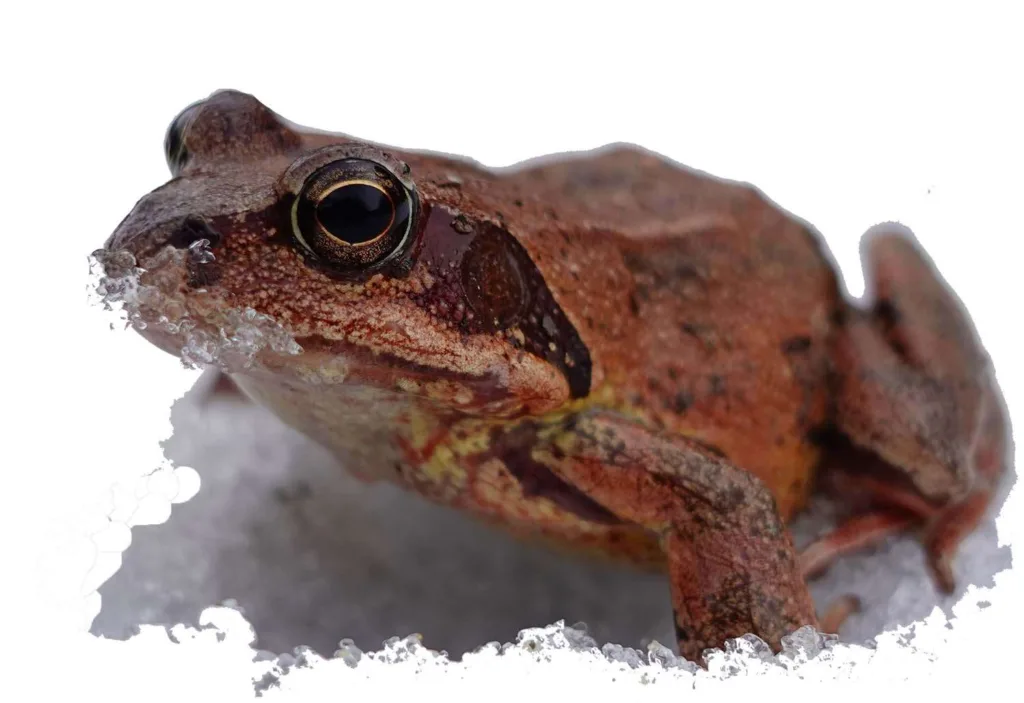 frog