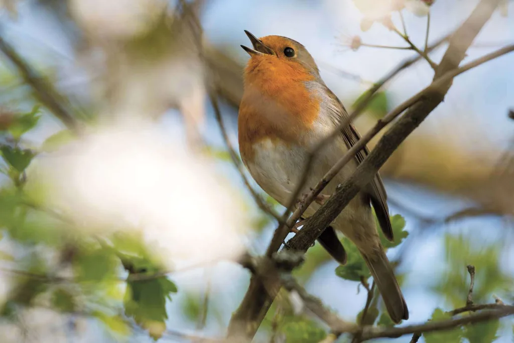 robin singing