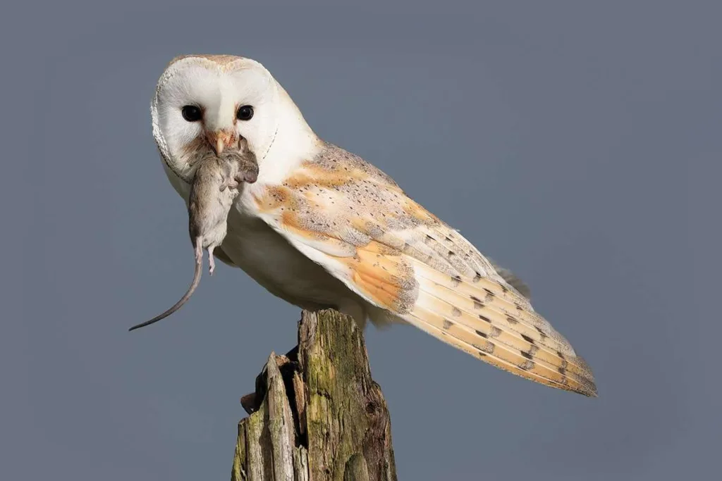 Barn Owl