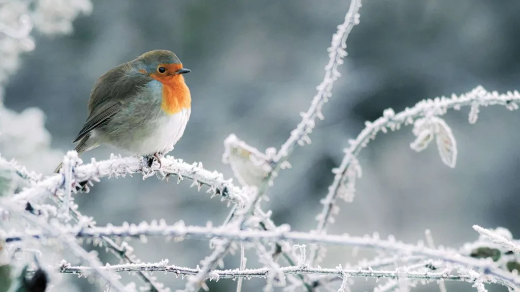 Cold robin