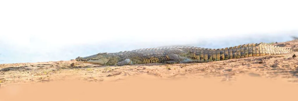 Crocodile
