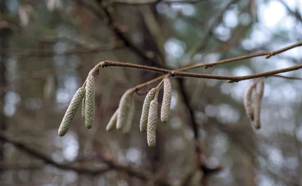 Hazel Catkins