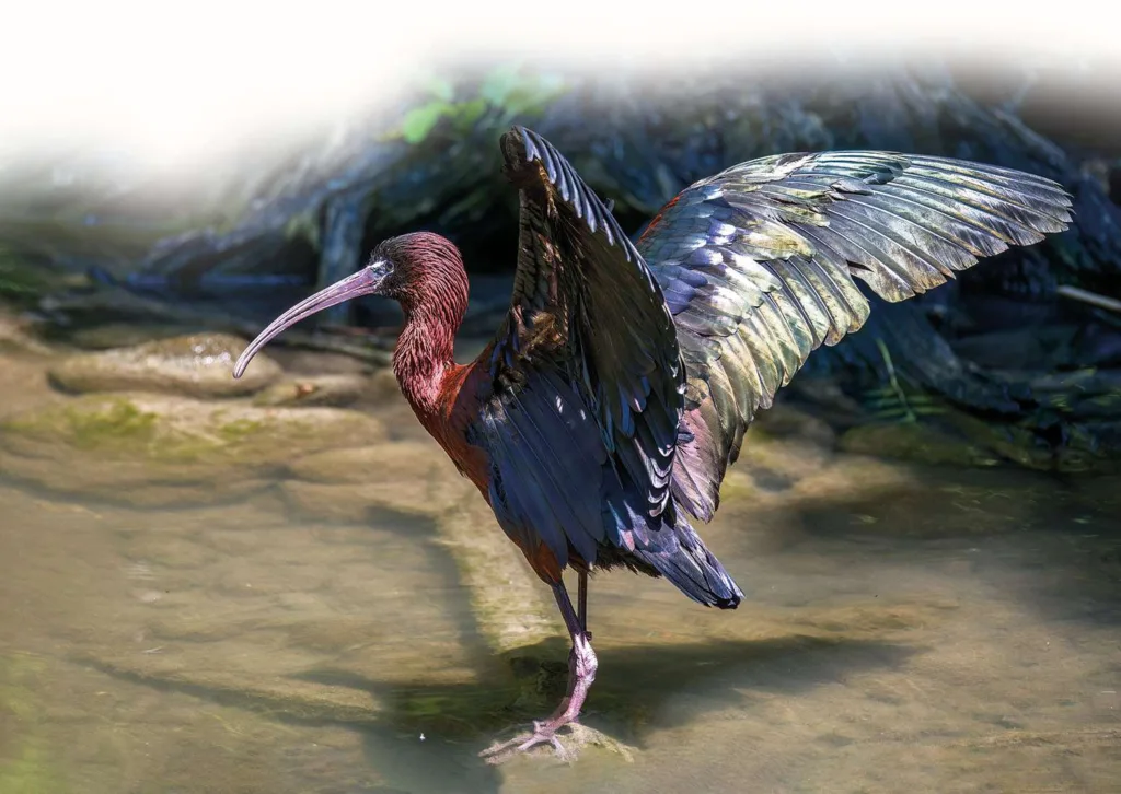 Ibis