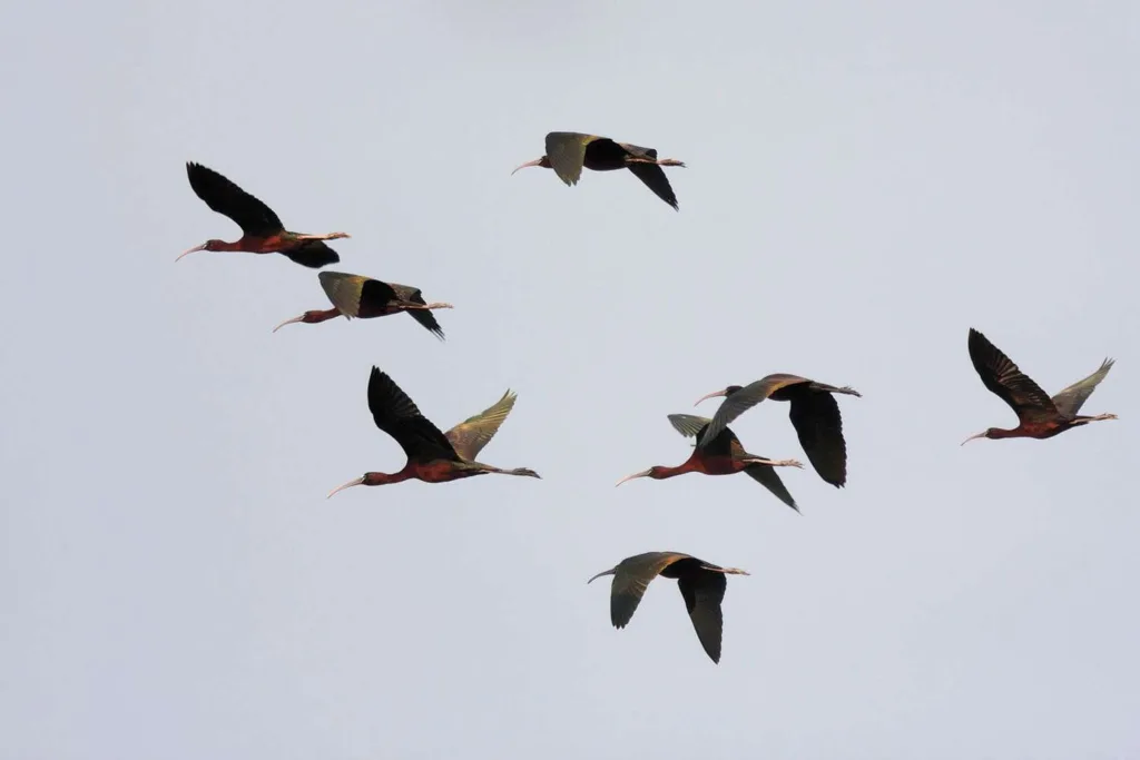 Ibis flock