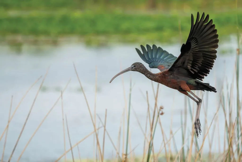 Ibis in flight