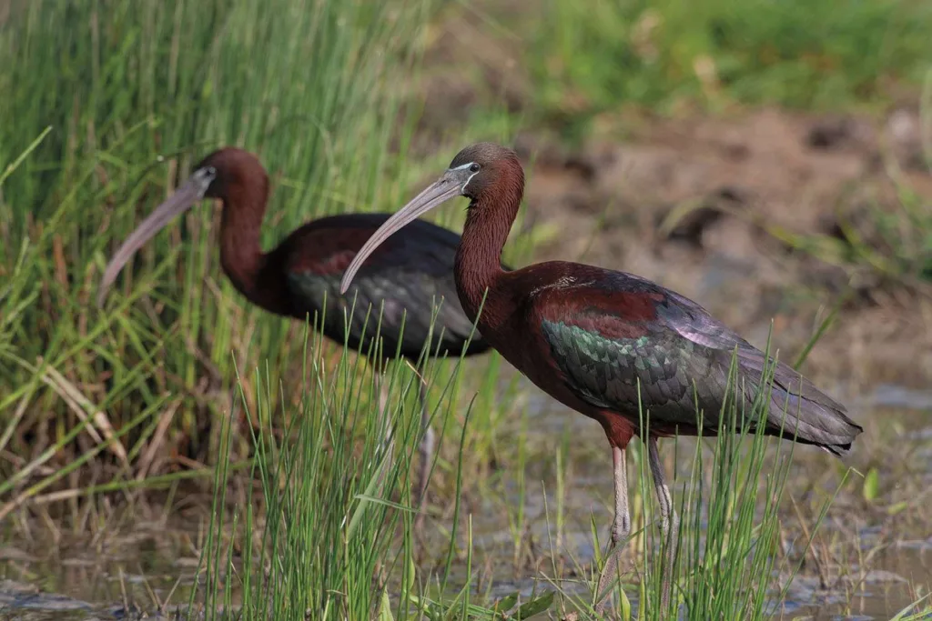 Ibis pair
