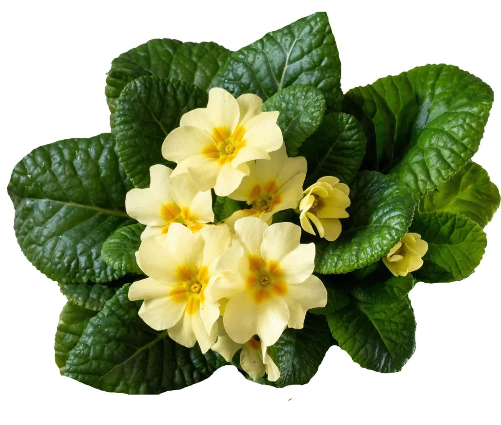 Primrose 1