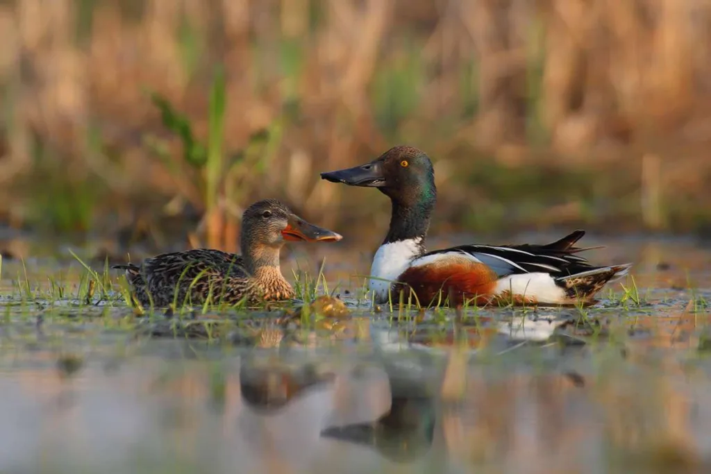 Shovelers