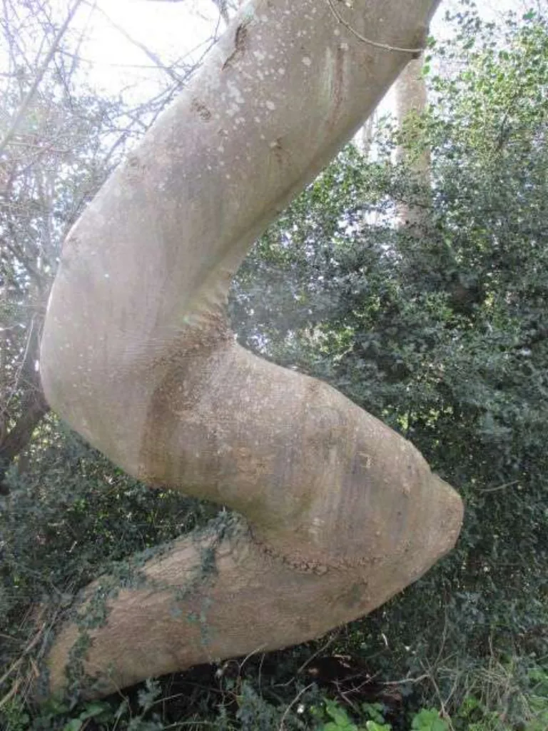 Tree 2