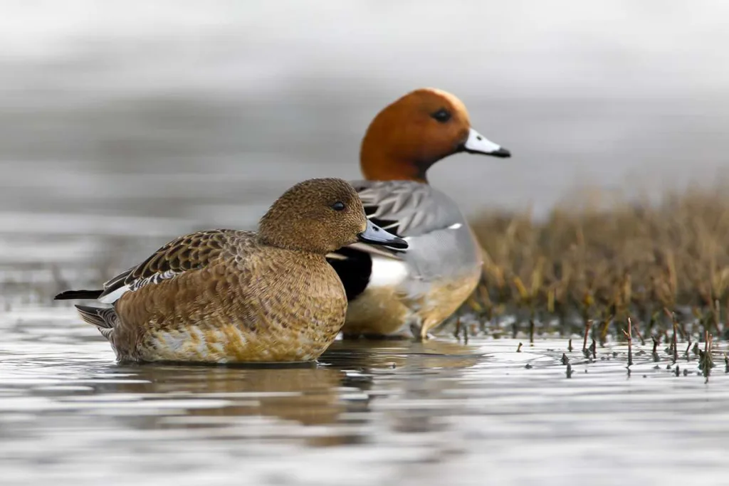 Widgeon