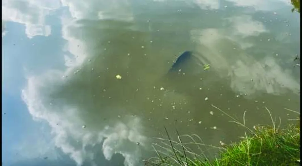 carp fish