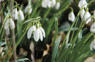 Wild Wonders – February 2026