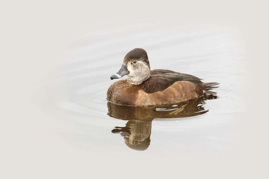 tufted ring neck duck