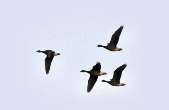 Crane Spotter – Arctic blast brings a warming white front