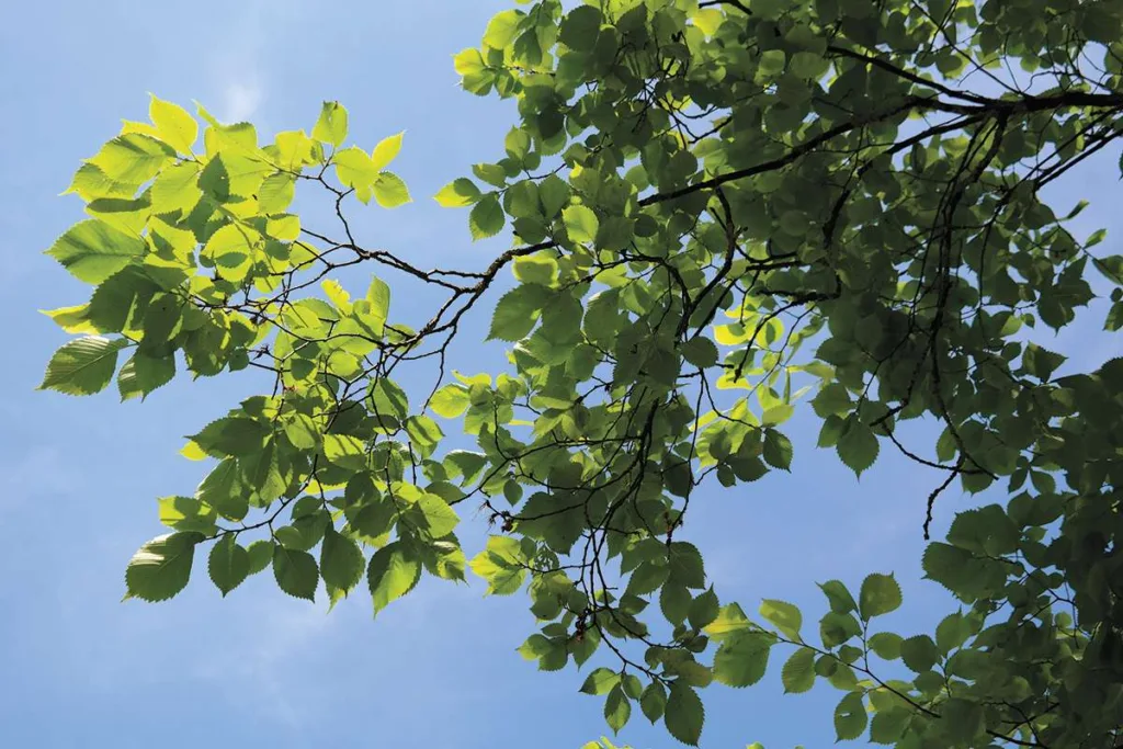elm tree
