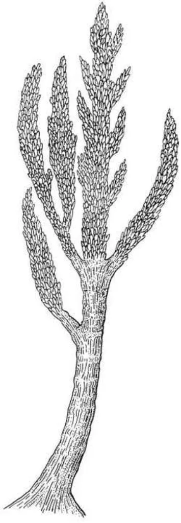 tree