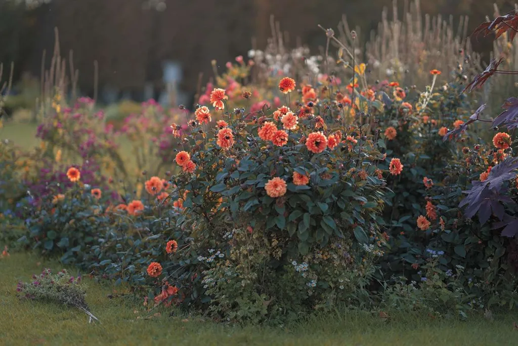 Garden Flowers