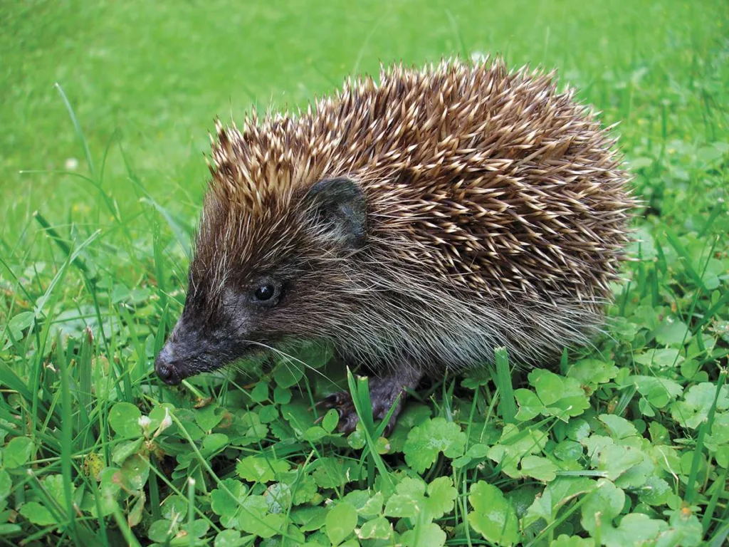 Hedgehog