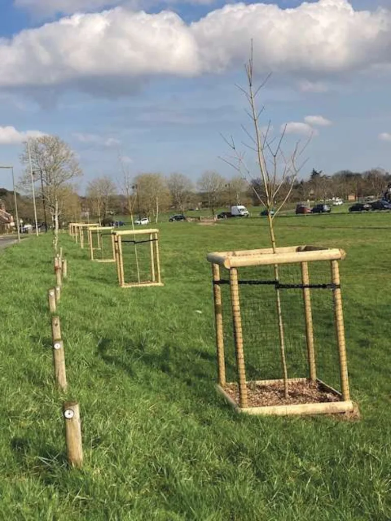 New Trees