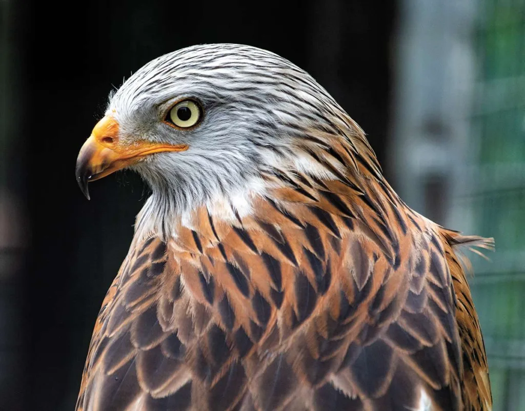 Red Kite 3