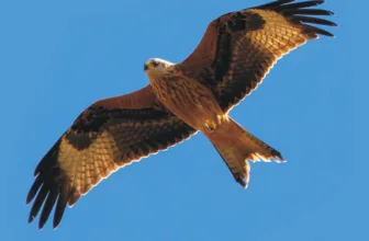 Crane Spotter – A Kite flying festival