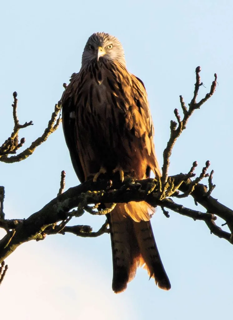 Red Kite on a branch