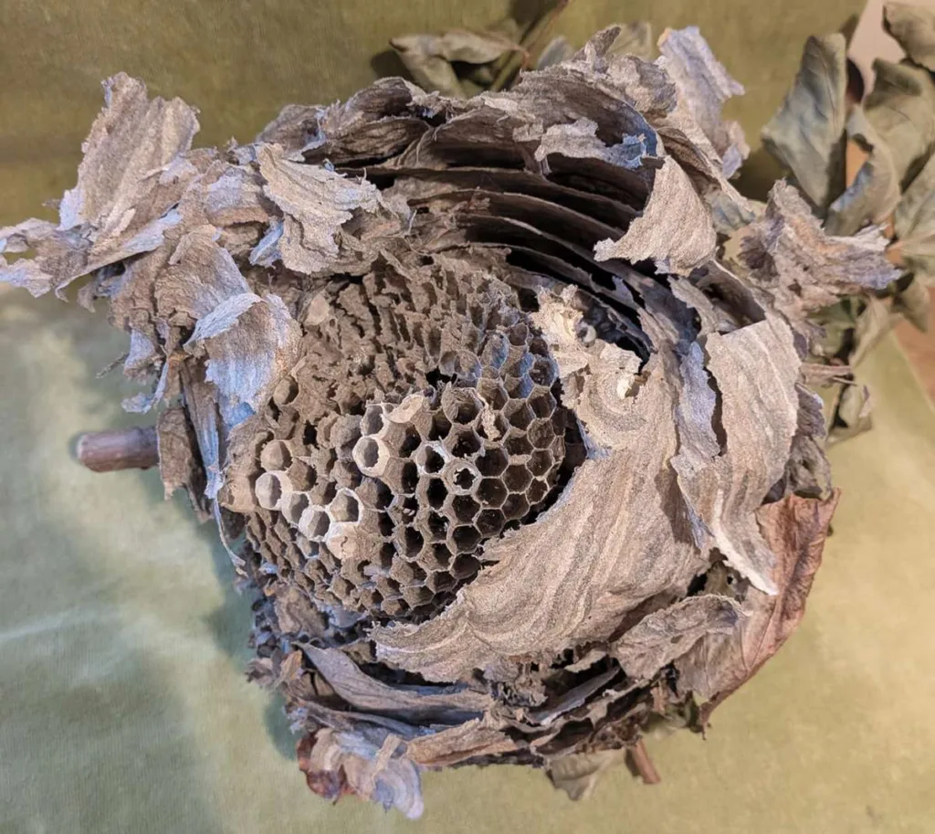 Wasp Nest