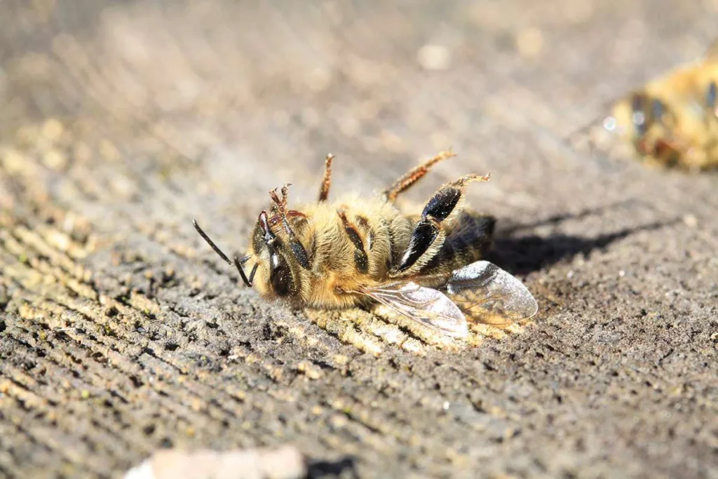 bee