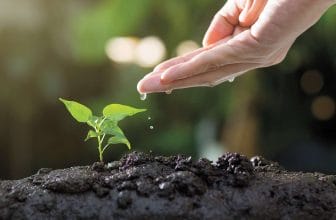 Small Changes for a Greener Garden