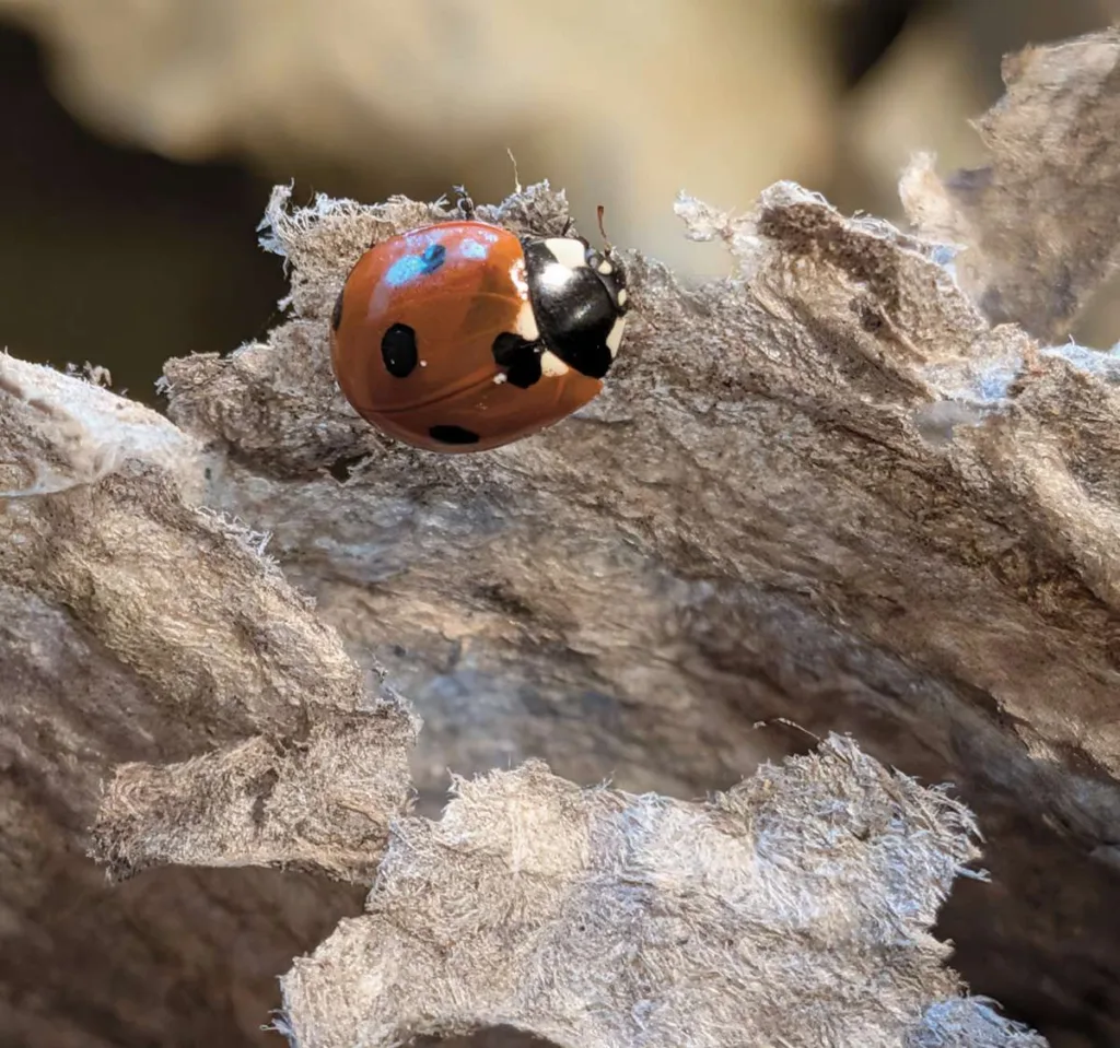 ladybird
