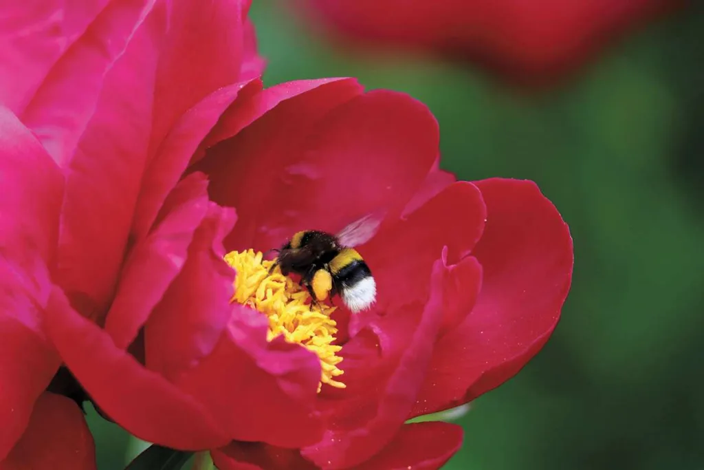 pollinator