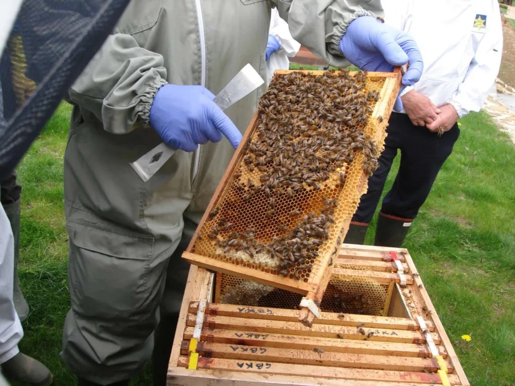 Bees Apiary