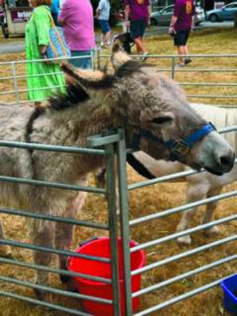 Donkey